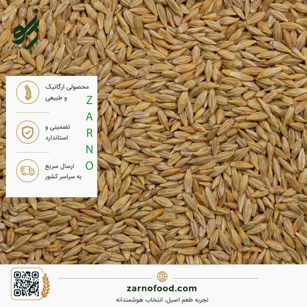فروش عمده دانه جو با پوست (Unhulled Barley) برای صنایع غذایی و فرآوری غلات