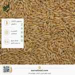 فروش عمده دانه جو با پوست (Unhulled Barley) برای صنایع غذایی و فرآوری غلات