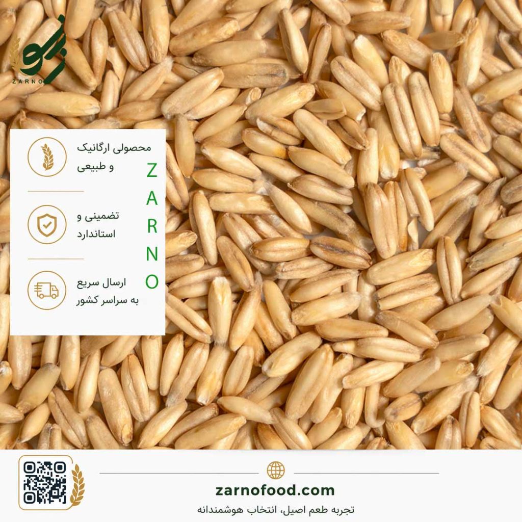 فروش عمده دانه جو دوسر بدون پوست (Oat Groats) با کیفیت